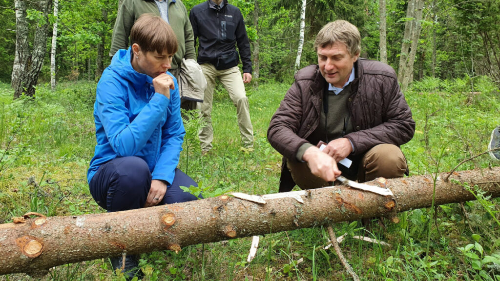 Kaljulaid metsas