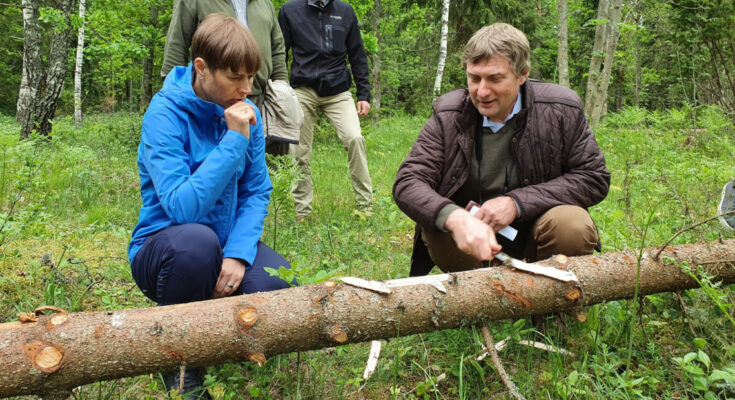Kaljulaid metsas